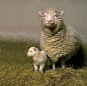 Dolly the Sheep Cloned